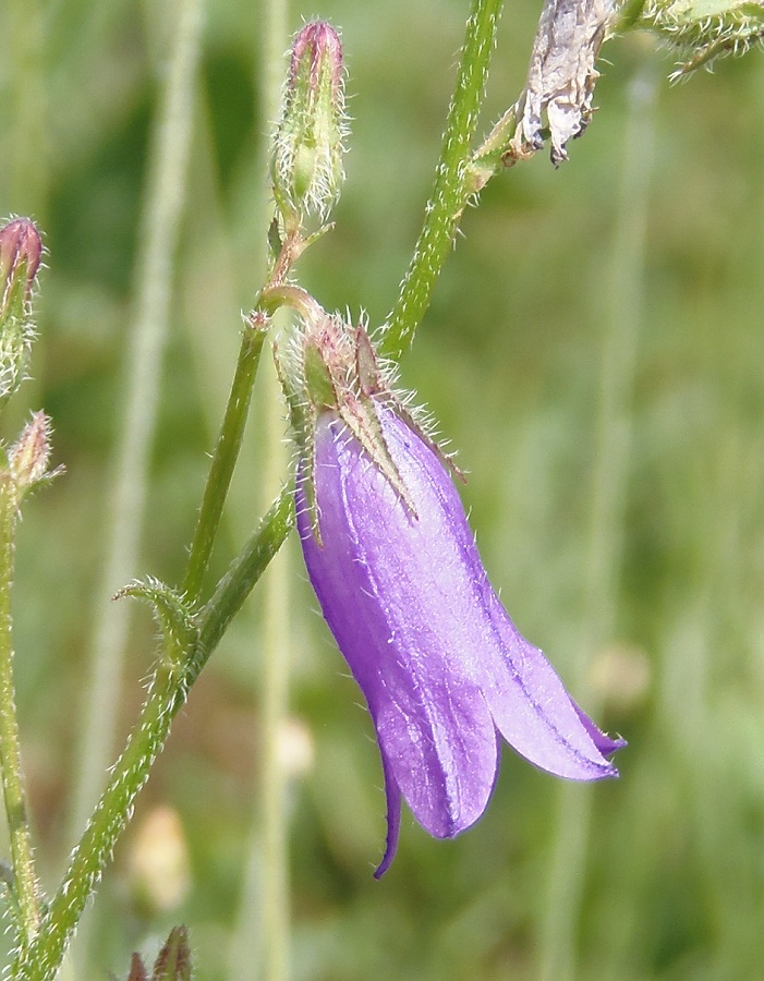 Изображение особи Campanula sibirica.