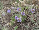 Pulsatilla turczaninovii