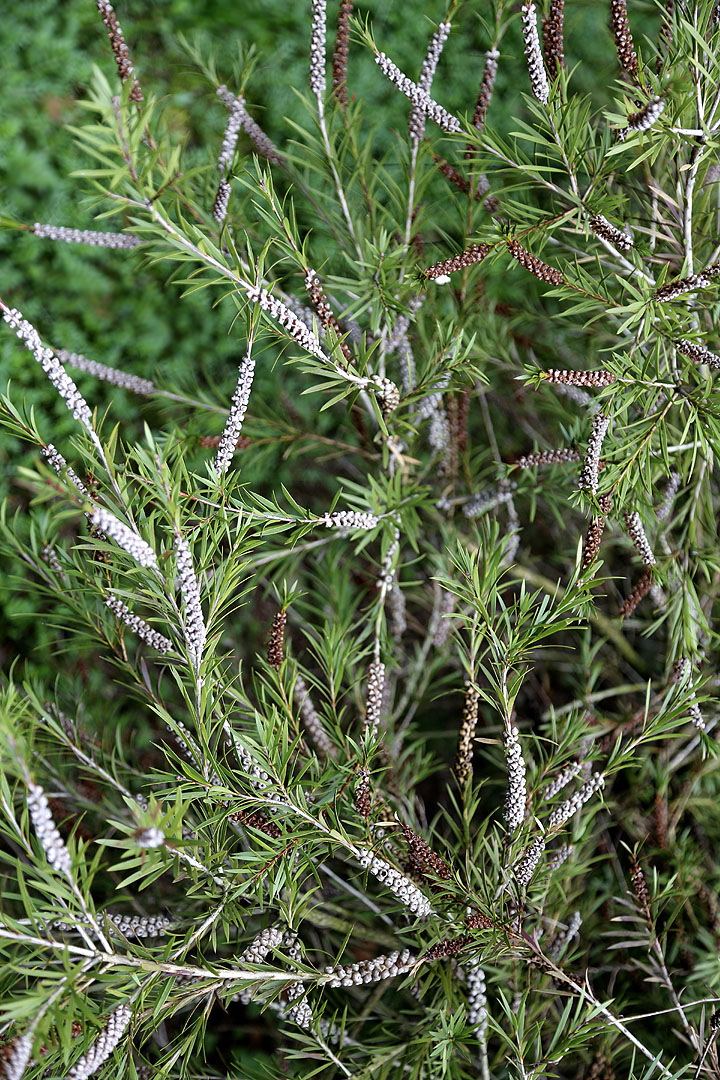 Изображение особи род Callistemon.