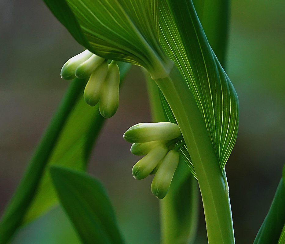 Изображение особи Polygonatum multiflorum.