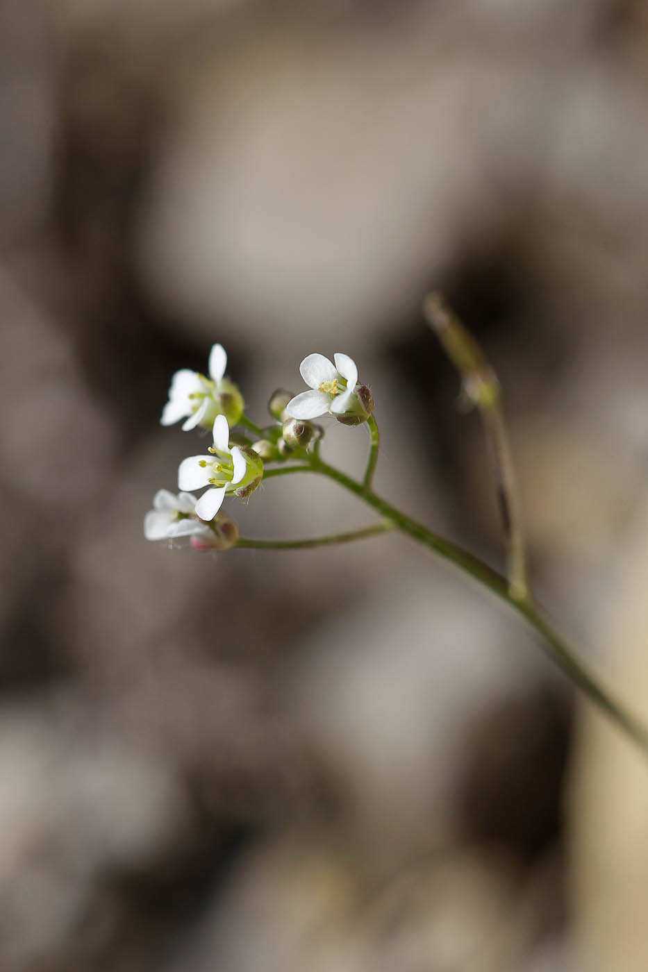 Изображение особи Capsella bursa-pastoris.