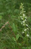 Platanthera bifolia