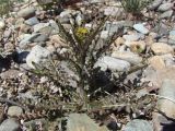 Rorippa barbareifolia