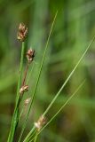 Carex chordorrhiza