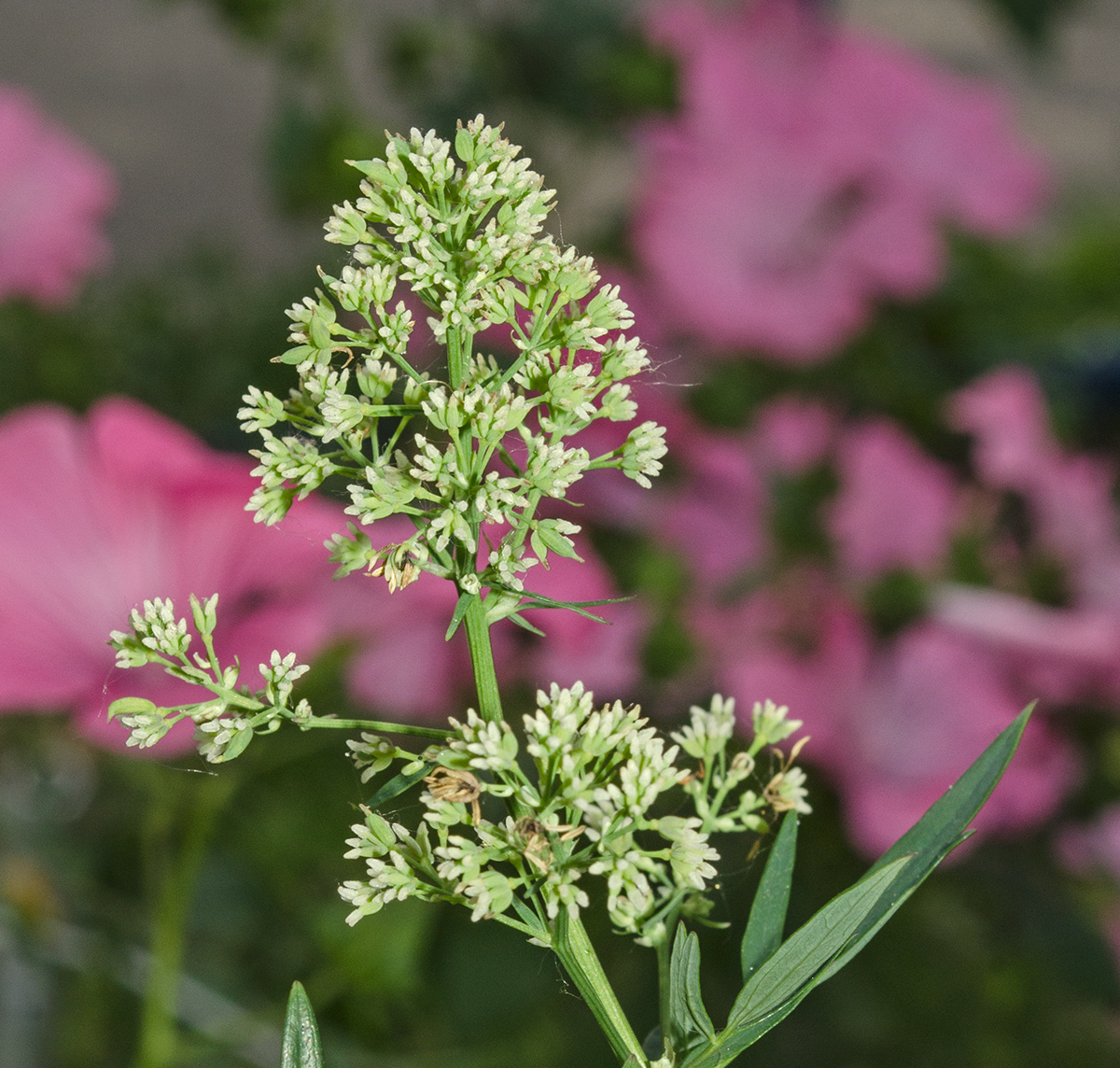 Изображение особи род Thalictrum.