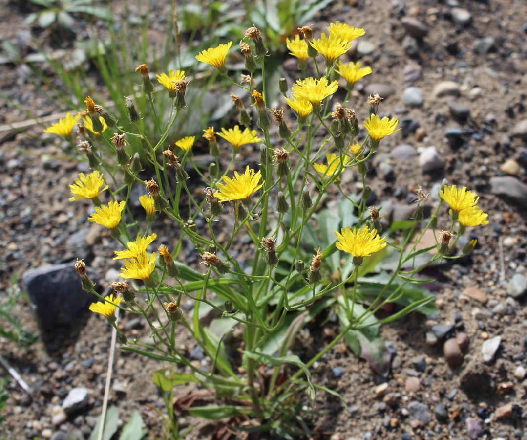 Изображение особи Crepis nigrescens.