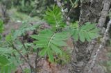 Sorbus aucuparia. Лист и фрагмент ствола. Грузия, Боржоми-Харагаульский национальный парк, маршрут №1; склон горы Ломис-Мта, ≈ 1800 м н.у.м., смешанный лес. 26.05.2018.