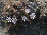 Pulsatilla tenuiloba