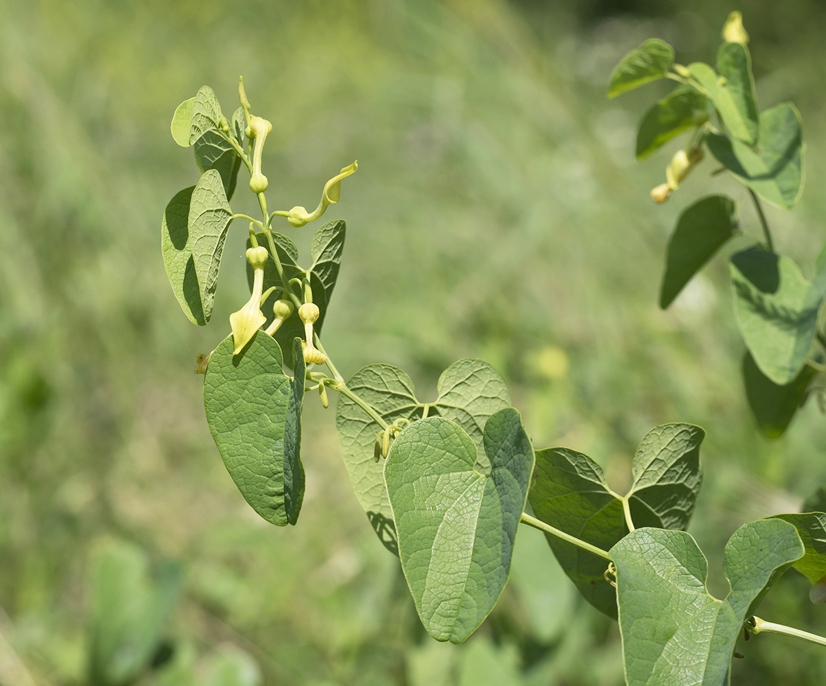 Изображение особи Aristolochia clematitis.