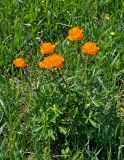 Trollius asiaticus