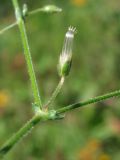 Cerastium holosteoides. Часть соцветия со зрелой коробочкой. Магаданская обл., окр. г. Магадан, побережье бухты Нагаева, устье ручья, среди камней. 21.08.2018.