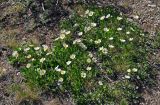 Dryas oxyodonta. Цветущие растения. Алтай, Улаганский р-н, Улаганский перевал, ≈ 2000 м н.у.м., каменистый сухой склон. 18.06.2019.