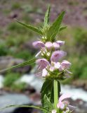 Stachyopsis oblongata. Верхушка цветущего растения. Кыргызстан, Чуйская обл., Жайылский р-н, долина р. Кара-Балта, около водопада. 24.05.2019.