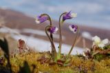 Pinguicula spathulata