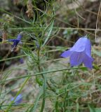 Campanula rotundifolia