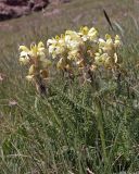 Pedicularis chroorrhyncha