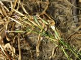 Dianthus lusitanus