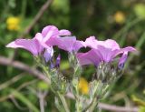 Linum hypericifolium