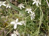 Clematis songorica. Цветущее растение. Юго-восточный Казахстан, долина р. Шарын, 20 августа 2007 г.