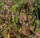 Fallopia convolvulus