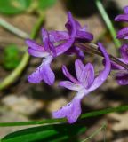 Orchis anatolica. Цветки. Израиль, Голанские высоты, лес Одем, поляна. 07.05.2015.