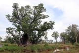 Adansonia gregorii