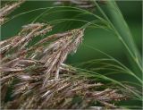 Phragmites australis