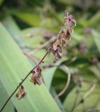 Fallopia dumetorum. Соплодие. Москва, ГБС, экспозиция растений природной флоры России, сорное. 15.09.2022.