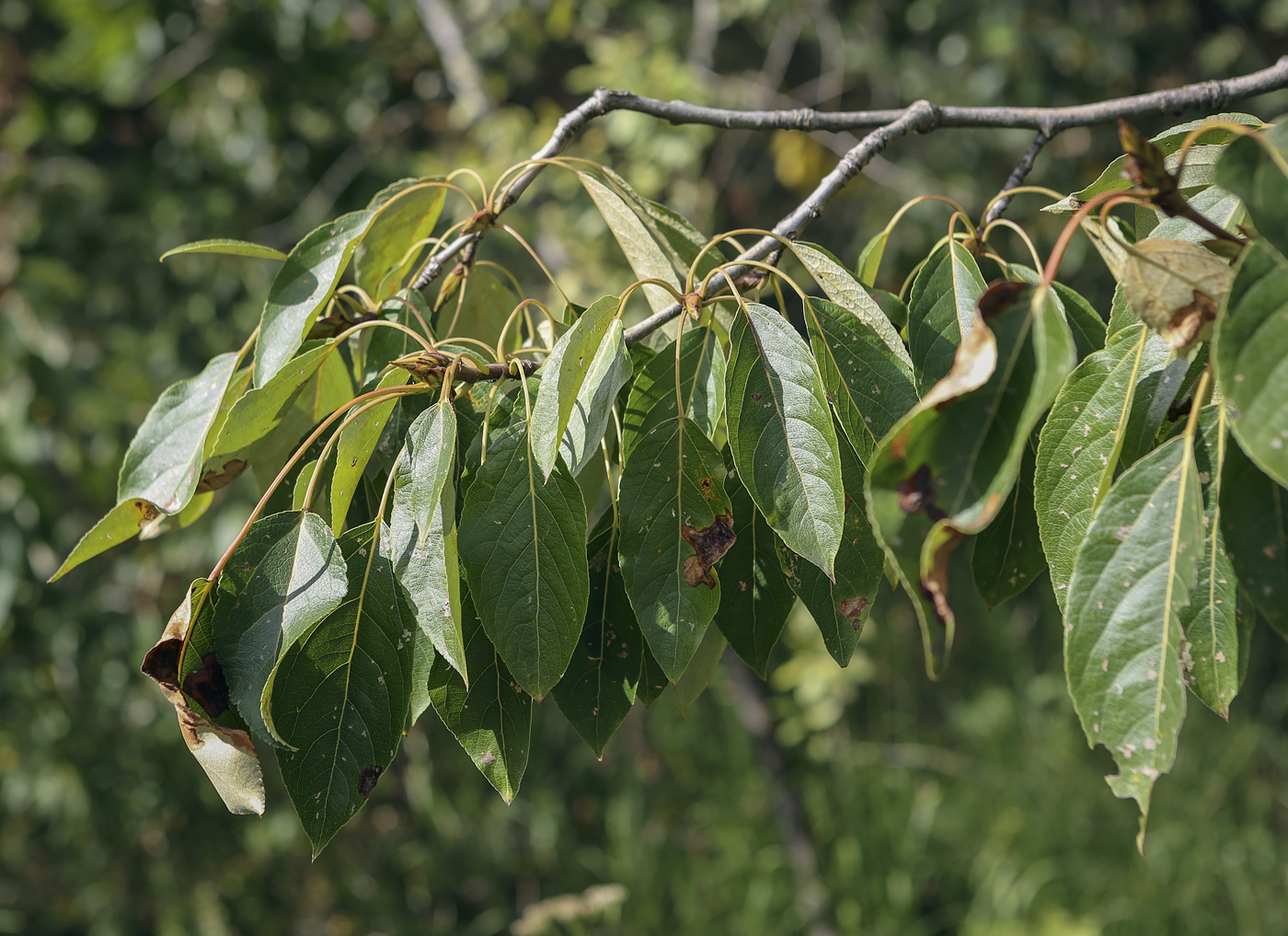 Изображение особи Populus longifolia.