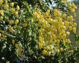 Koelreuteria paniculata. Ветвь с соплодиями. Крым, Симферополь, в культуре. 04.08.2007.