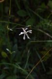 genus Silene