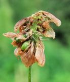 Trifolium campestre