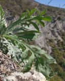 Смотреть изображение род Centaurea