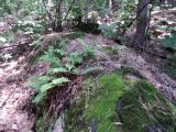 Polypodium vulgare