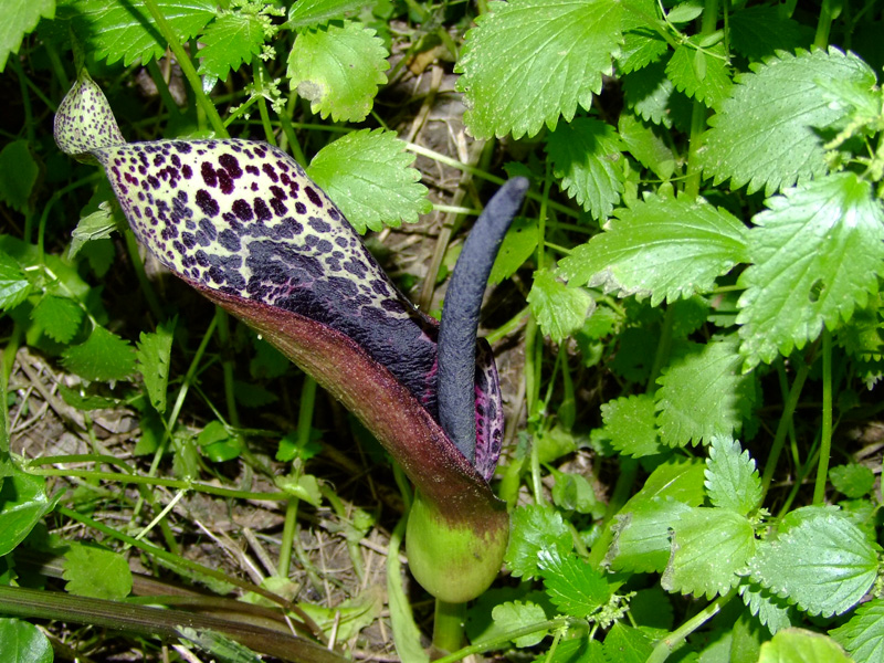 Изображение особи Arum dioscoridis.