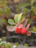 Cotoneaster cinnabarinus. Верхушка веточки с плодами. Мурманская обл., окр. пос. Тетрино, берег Белого моря, тундровая зона. 26.08.2010.