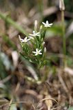 Centaurium meyeri. Соцветие. Южный Казахстан, Верхний Боролдай, у берега реки. 29.06.2011.