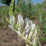 Astragalus varius. Соцветие. Украина, Донецкая обл., Белосарайская коса, псамофитная степь. 04.06.2012.