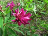 Trifolium lupinaster