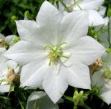 Campanula carpatica