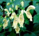 Salvia glutinosa