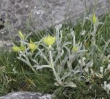 Sideritis scardica