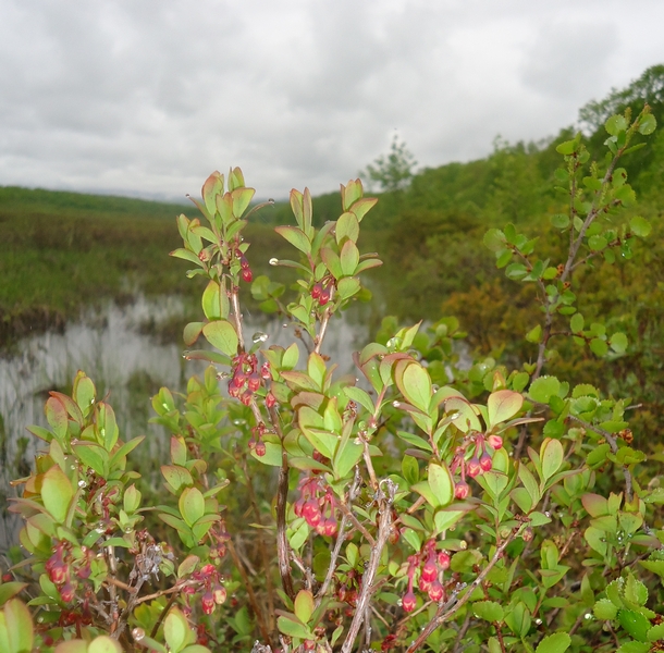 Изображение особи Vaccinium uliginosum.