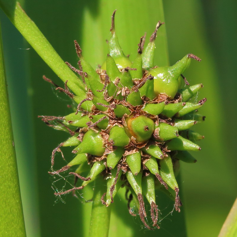 Image of Sparganium erectum specimen.