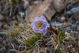 Trollius lilacinus