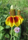 Rudbeckia columnifera. Соцветие. Санкт-Петербург, клумба. 18 августа 2013 г.