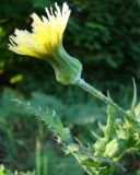 Sonchus oleraceus. Соцветия. Краснодарский край, Кущёвский р-н, станица Шкуринская, огород. 24.06.2009.