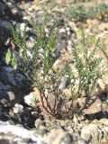 Vicia ervilia. Цветущее и плодоносящее растение. Крым, окр. Балаклавы. 23 апреля 2014 г.
