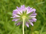 Knautia arvensis