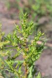 Rumex maritimus. Верхушка цветущего растения. Ленинградская обл., Кургальский заказник, песчаный берег Финского залива, зона забрызга. 17.08.2014.